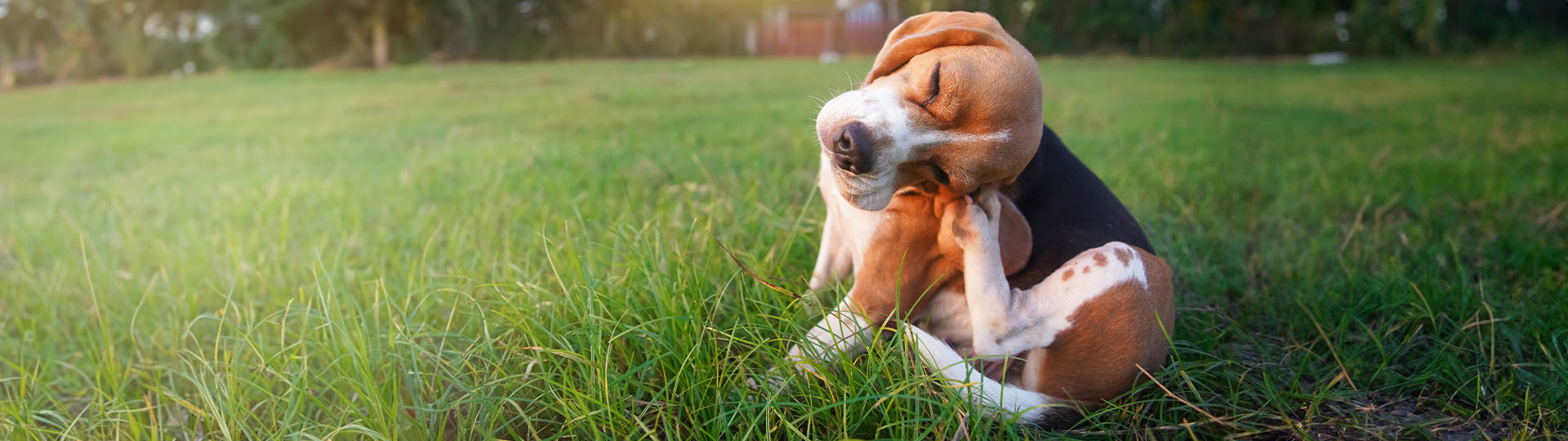 איך להיפטר מפרעושים בחתול או כלב