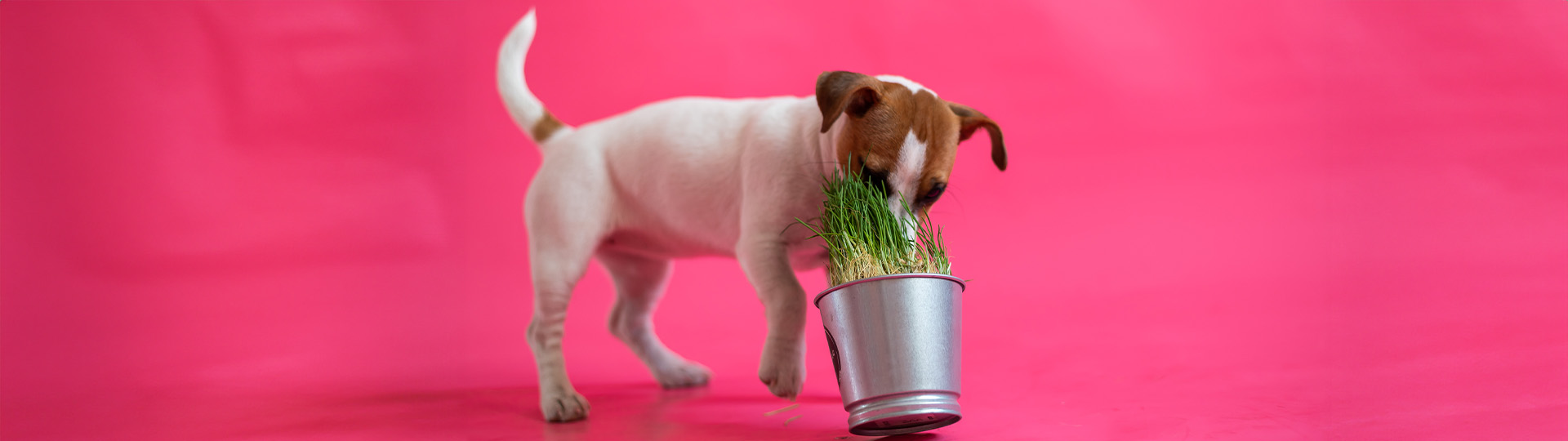 למה כלבים אוכלים דשא