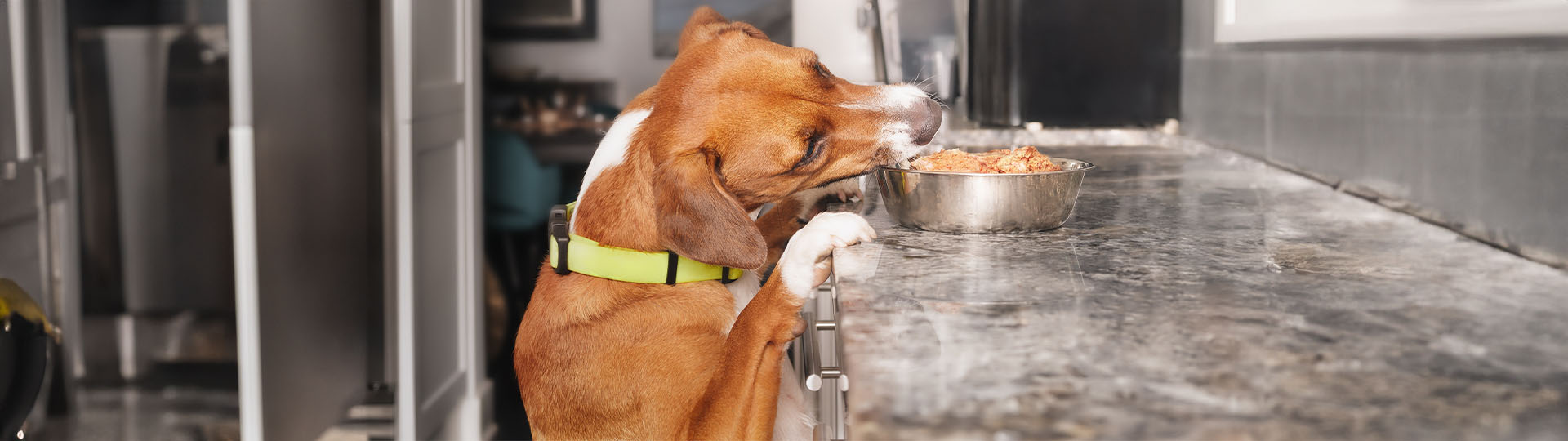 למה כלבים אוכלים צואה
