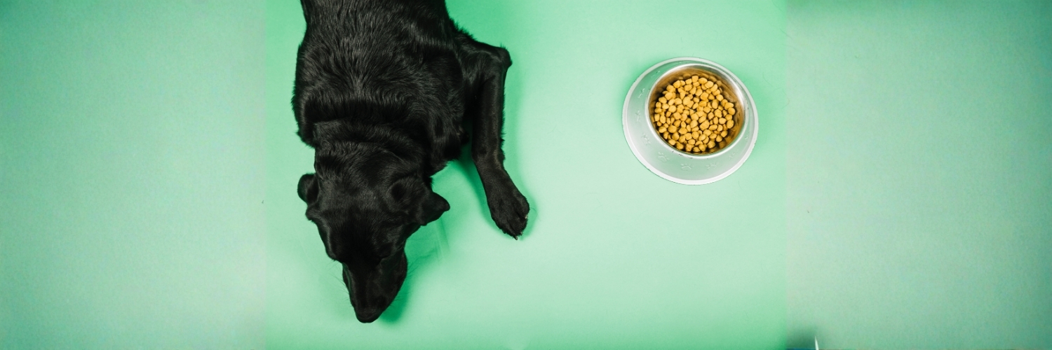 כלב שחור שוכב לצד קערת אוכל יבש על רקע ירקרק – אילוסטרציה למאמר על בחירת סדרת מזון כלבים של Monge