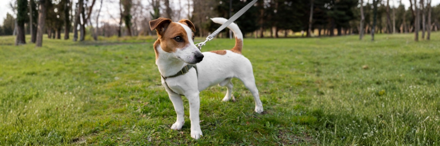 flexi רצועה לכלבים