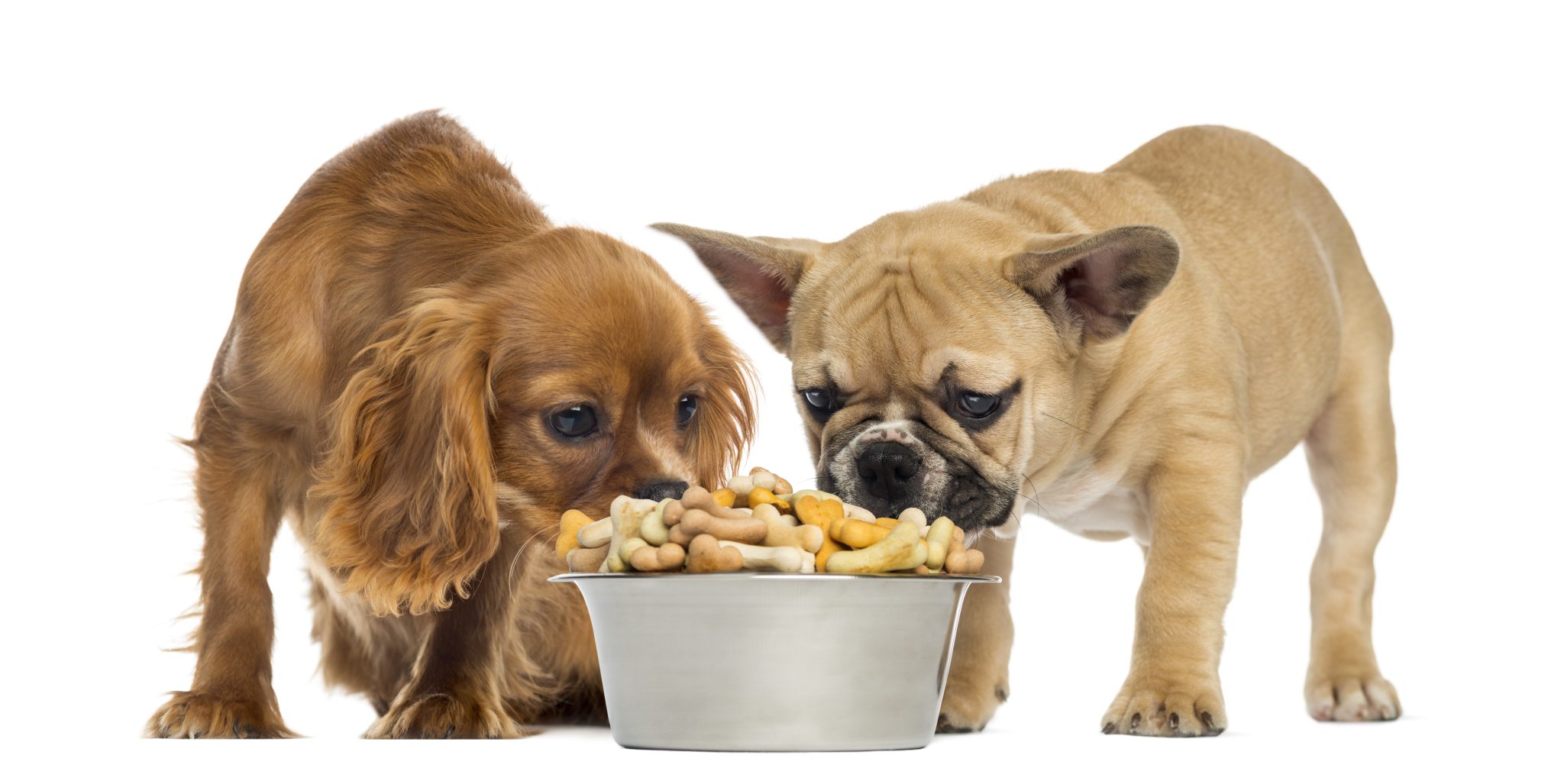 אוכל היפואלרגני לכלבים