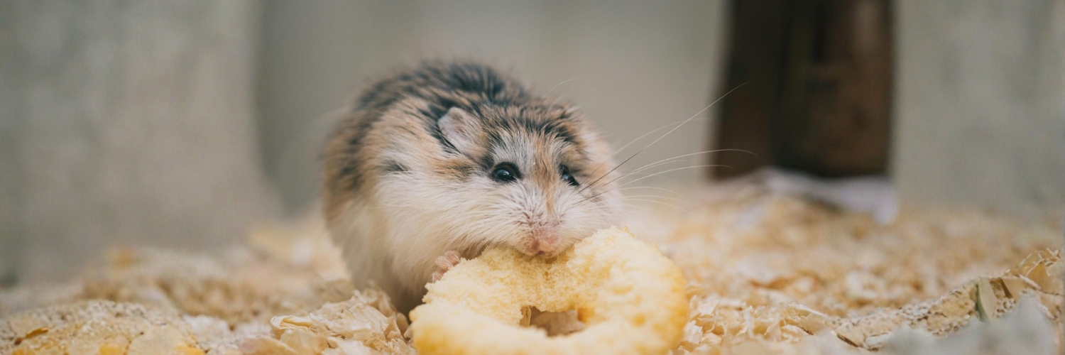 אוגר אוכל חטיף