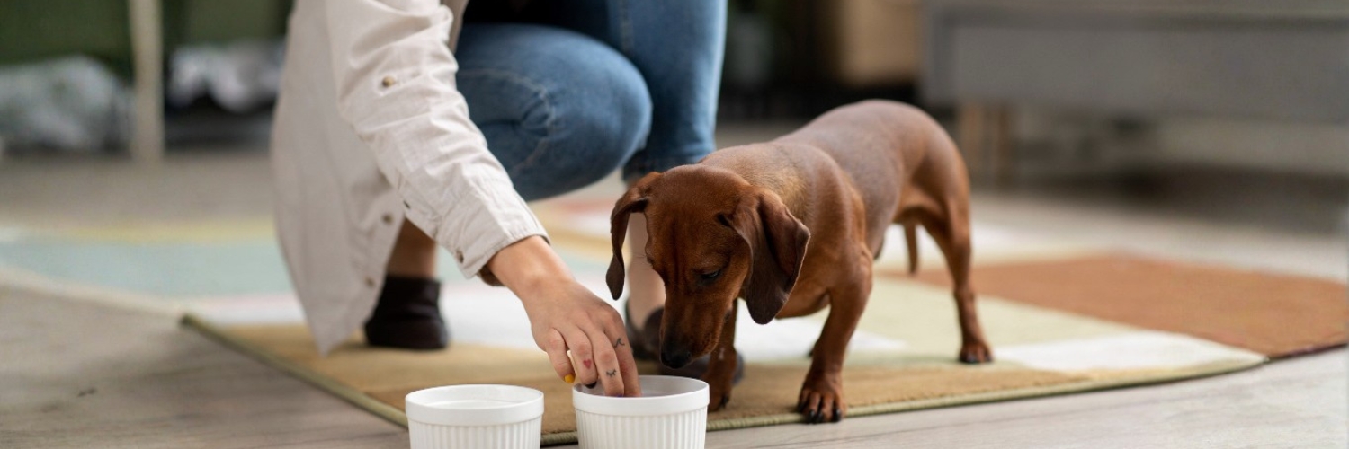 אוכל לגורי כלבים