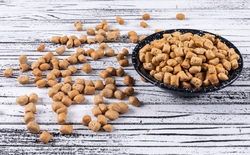 אוכל לכלבים קטנים – מה חשוב לדעת בבחירה