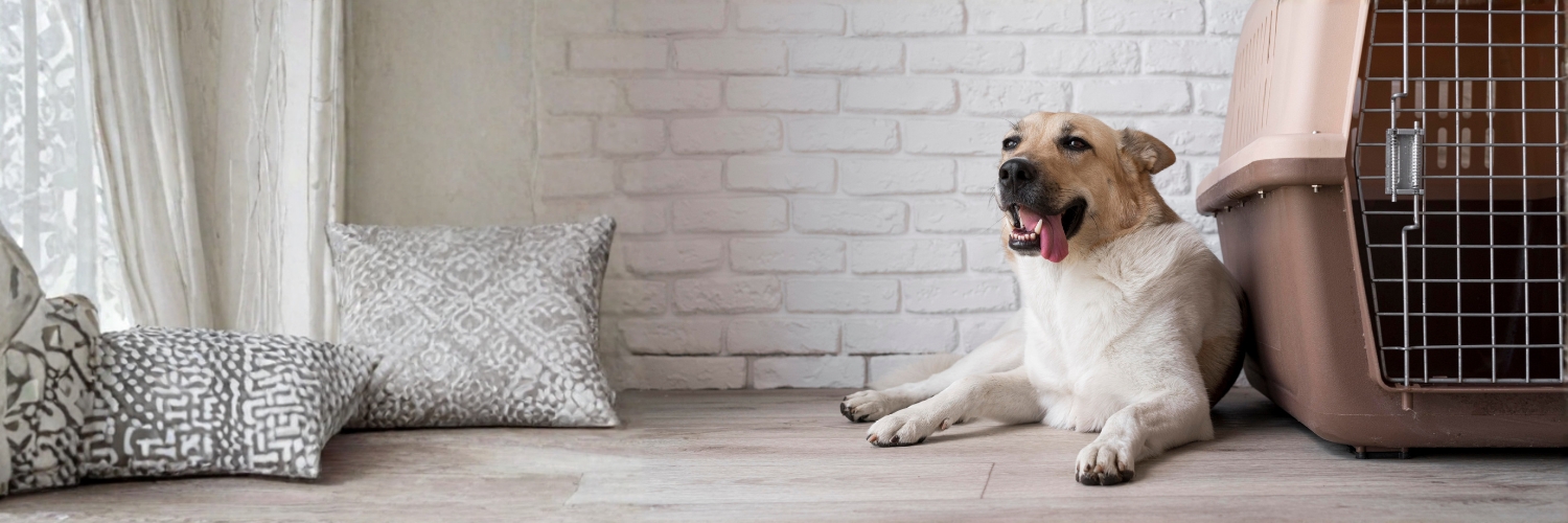 כלוב אילוף לכלב זולו