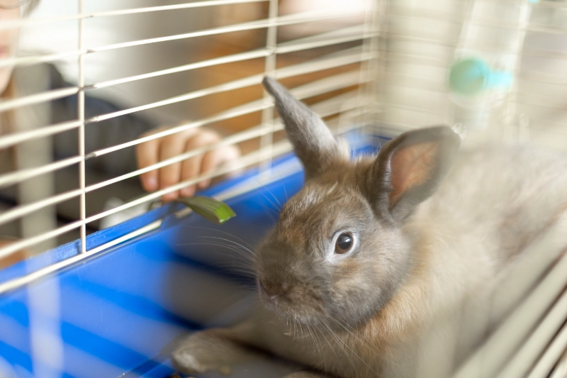 כלוב לארנב – מדריך לבחירת כלוב מתאים ונוח