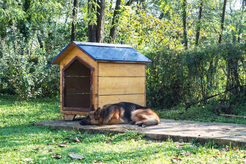 מלונה לכלב גדול – בית מרווח ומוגן לכלבים גדולים