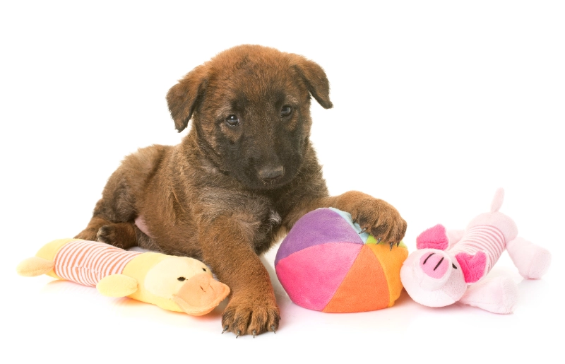 צעצועים לכלבים – איך לבחור צעצוע מתאים ומהם היתרונות