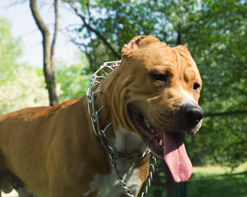קולר דוקרנים לכלב – האם זה פתרון מתאים לאילוף