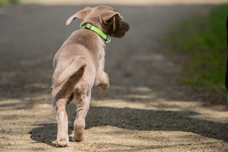 קולר נגד פרעושים – איך זה עובד והאם זה יעיל