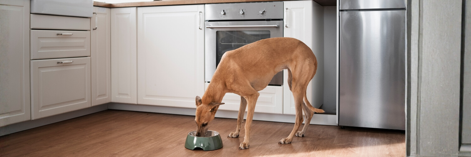 Monge סלמון אוכל לכלבים וחתולים זולו