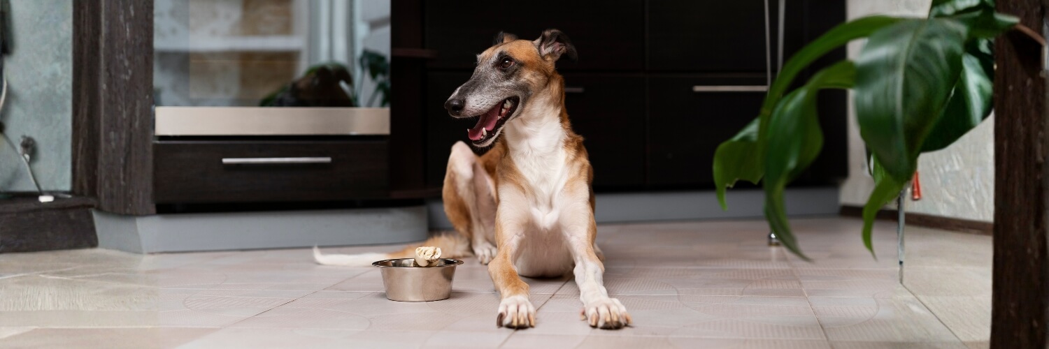 אוכל לכלב מדריך מעשי לבחירה נכונה