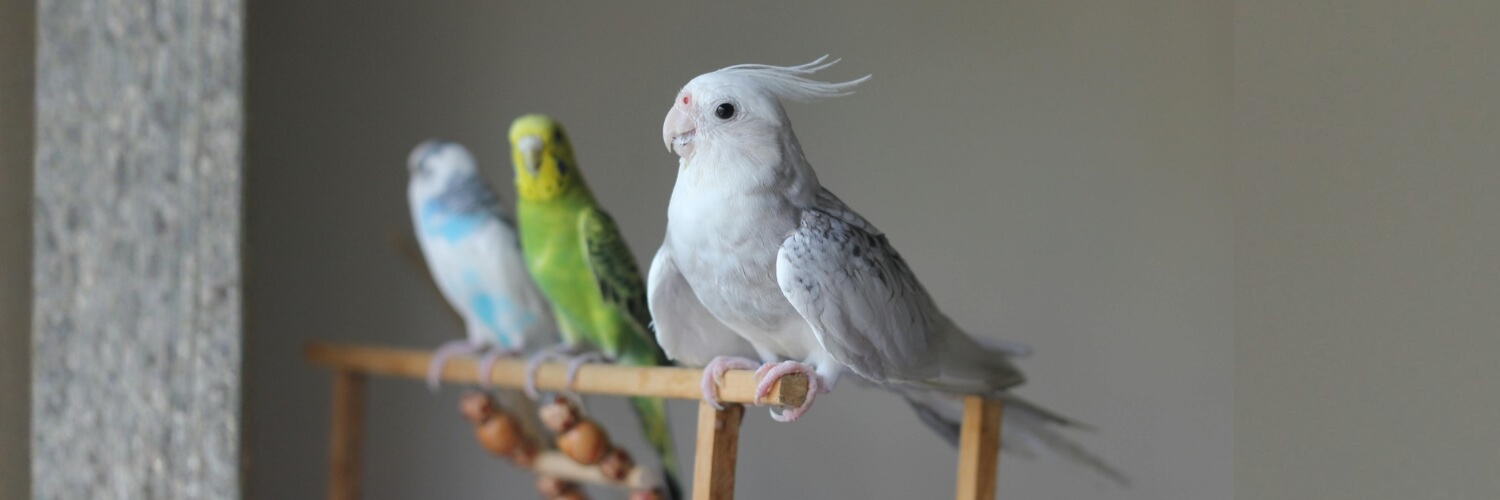 אוכל לתוכים איך לבחור סוג מתאים זולו