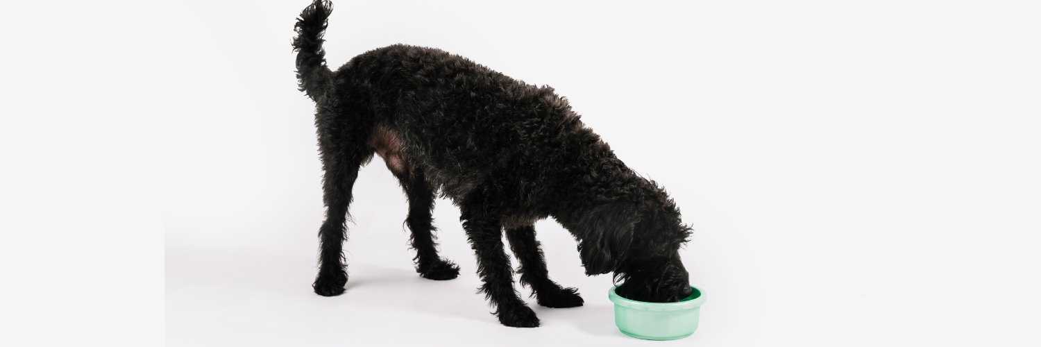 אוכל רטוב לכלבים זולו