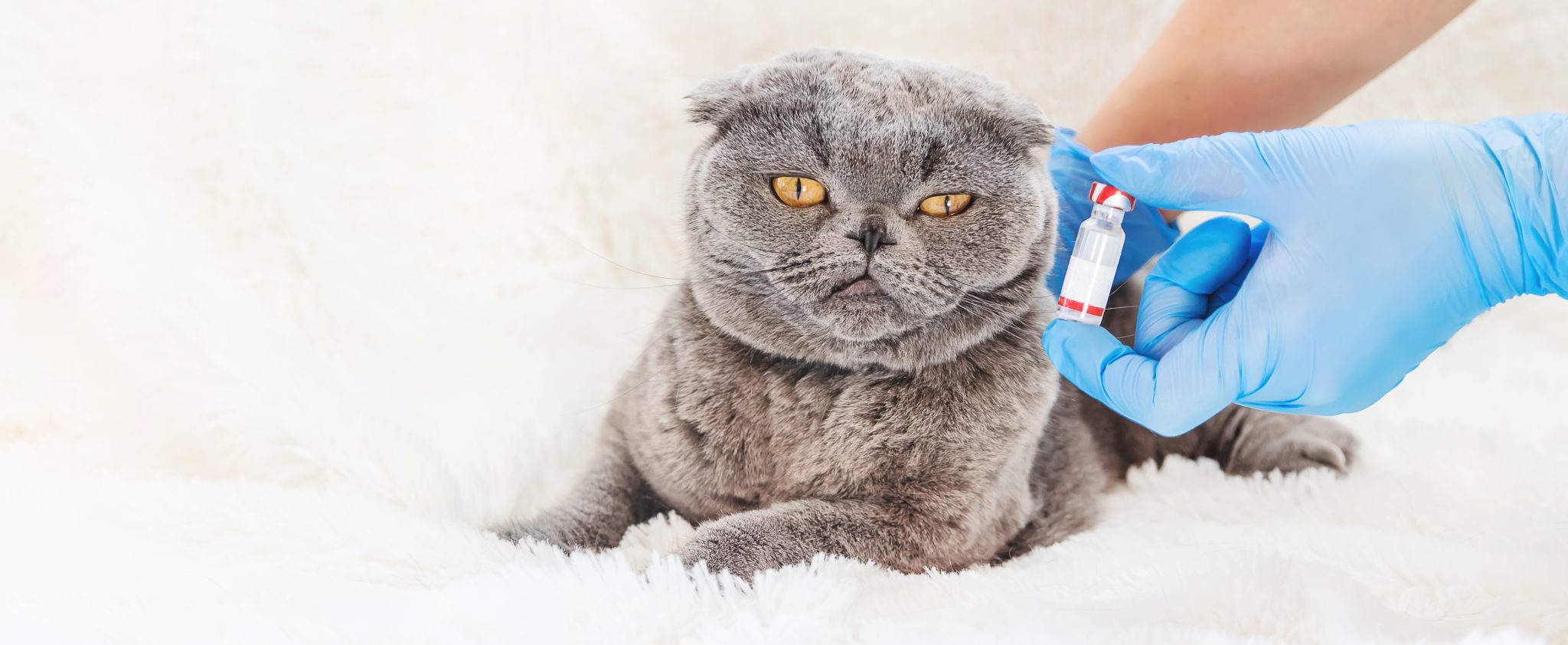 אמפולות נגד פרעושים לחתולים