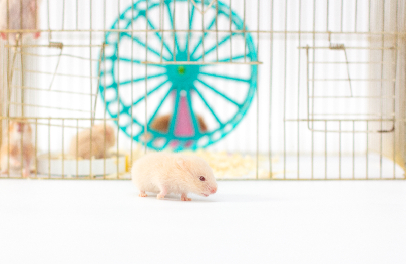 כלוב אוגרים – סוגים, התאמה וטיפים לבחירה נכונה כלוב אוגרים – סוגים, התאמה וטיפים לבחירה נכונה