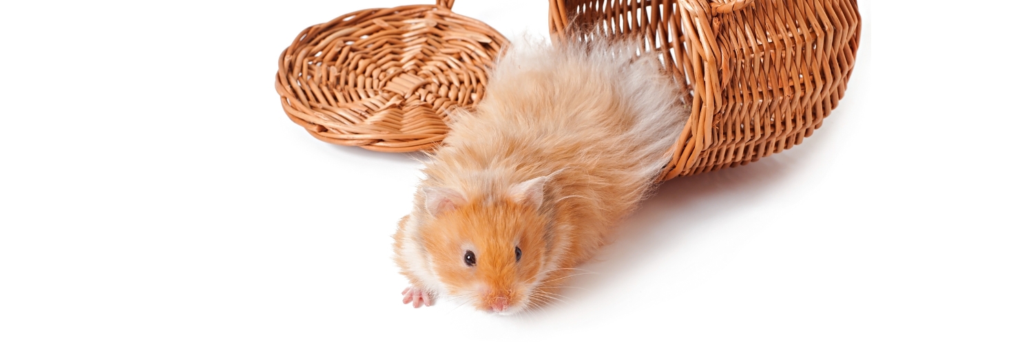 כלוב לאוגר איך לבחור נכון זולו