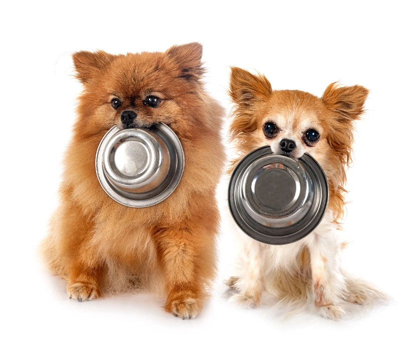 מונג' אוכל לכלבים – מה היתרונות של המזון הזה