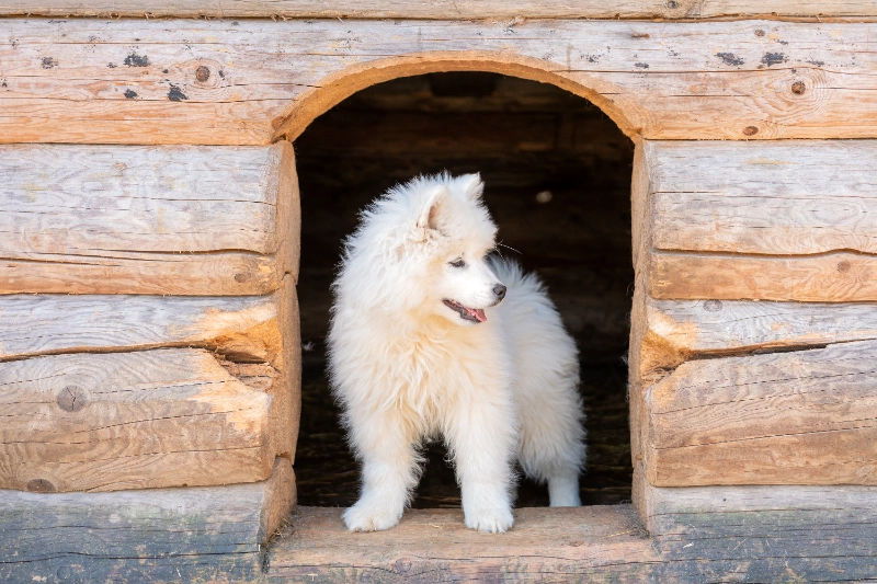 מלונה לכלב – בית מוגן ונעים לכל עונה
