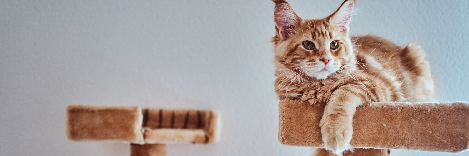 מתקן גירוד לחתולים זולו