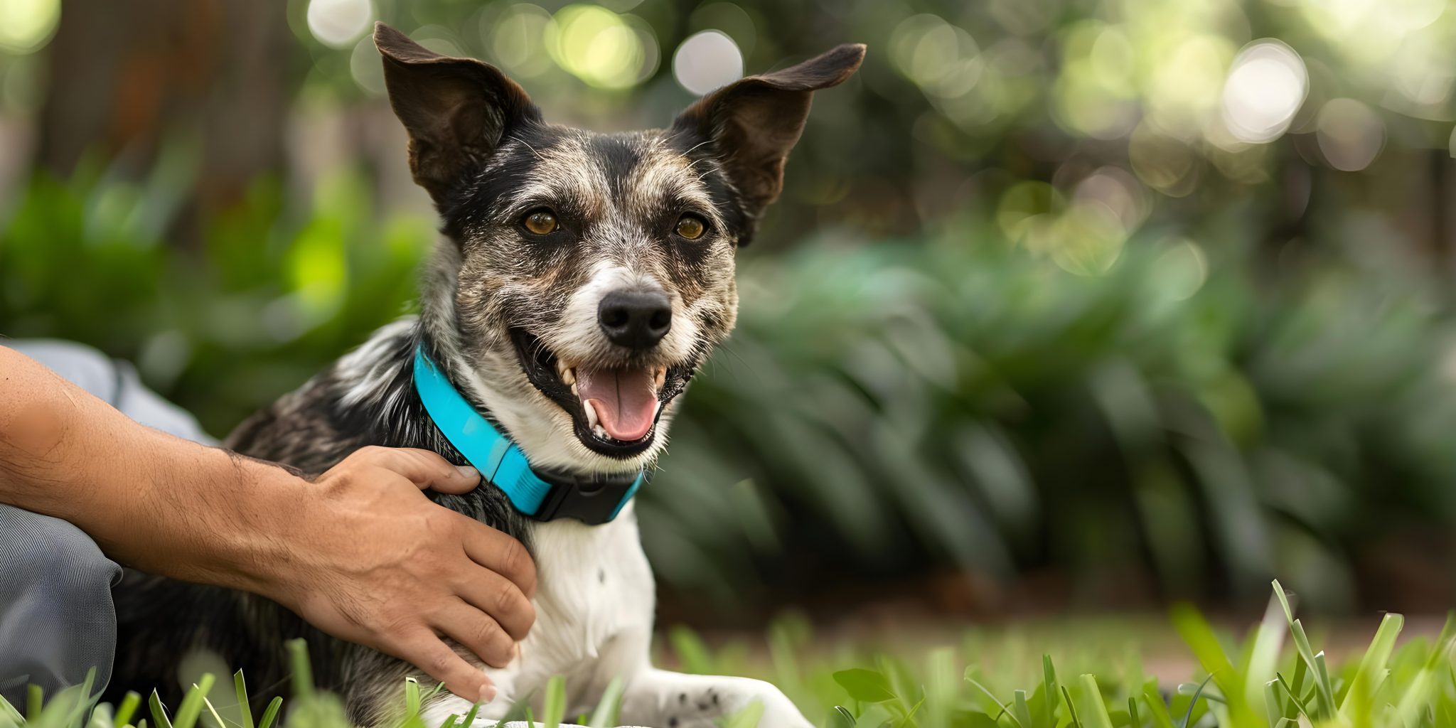 נגד פרעושים לכלבים