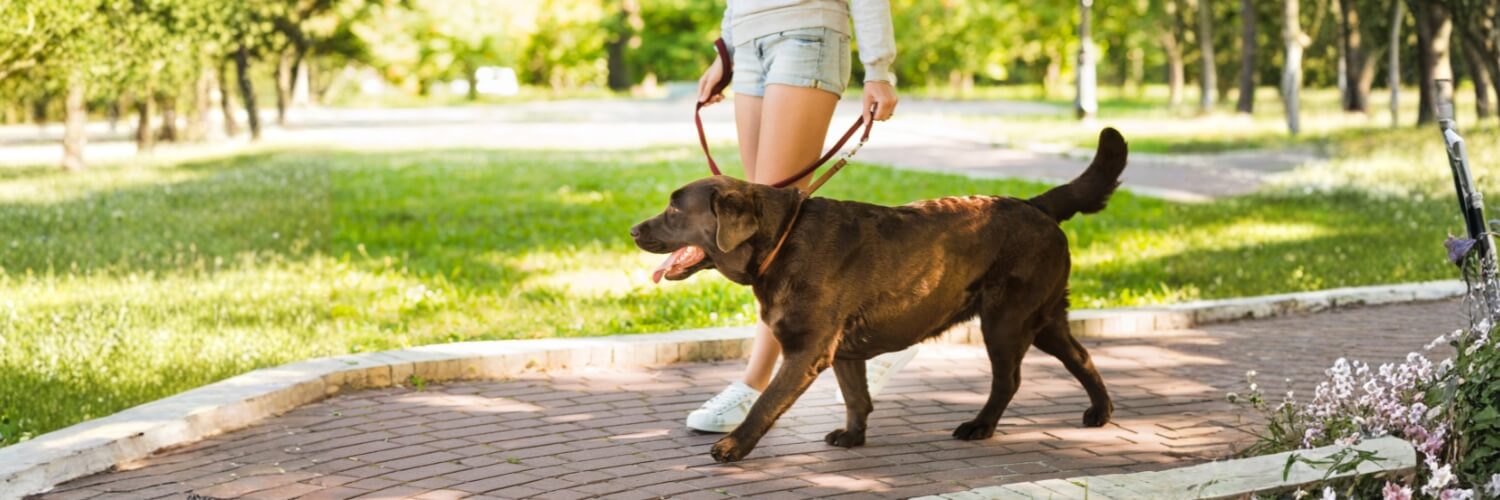 קולר חנק מתי להשתמש בו זולו