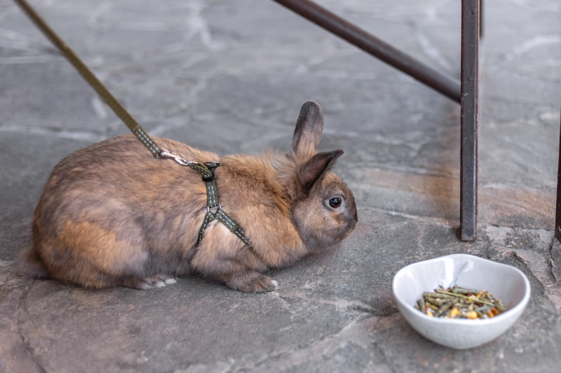 תזונת ארנבים – סוגי מזון עיקריים וטיפים