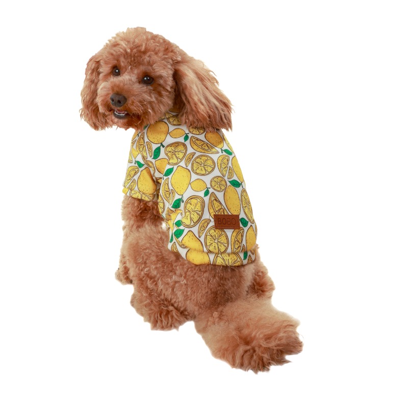 טריינינג דק וקליל בעיצוב לימונים לכלבים