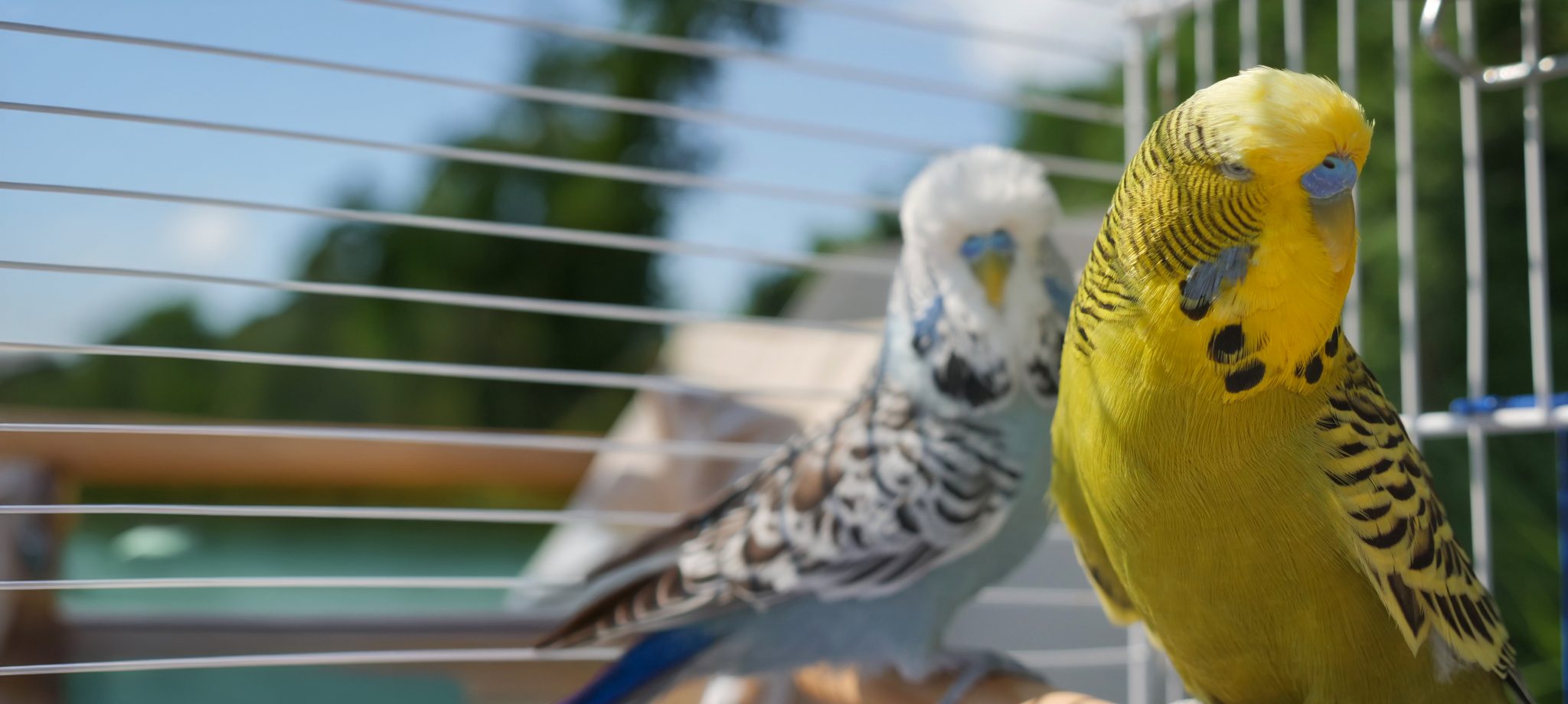 כלוב גדול לתוכים