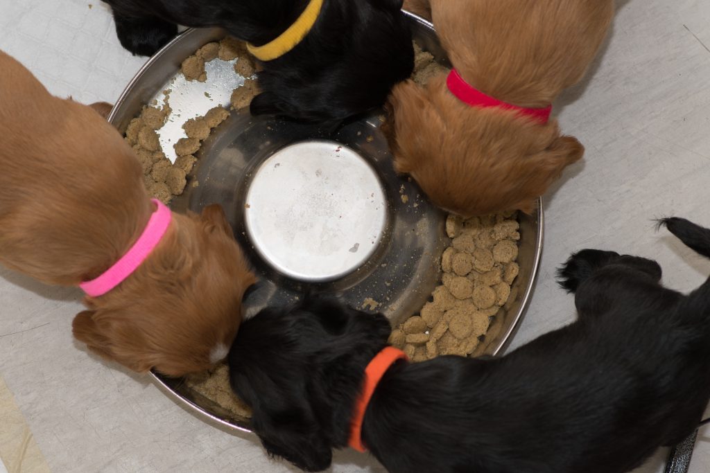 מה כלבים אוכלים – סוגי מזון, רכיבים וטיפים מה כלבים אוכלים – סוגי מזון, רכיבים וטיפים