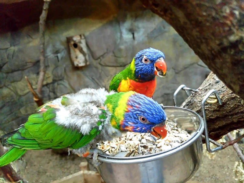 מה תוכים אוכלים