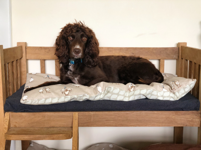 מיטה לכלבים גדולים מיטה לכלבים גדולים